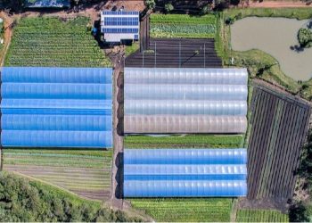 Orgânicos Turetta é referência em produção de alimentos orgânicos – foto: arquivo familiar