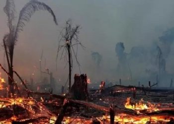 35% do desmatamento na Amazônia entre agosto de 2018 e julho de 2019 se deu em terras públicas não destinadas, categoria visada por grileiros Imagem: Reuters