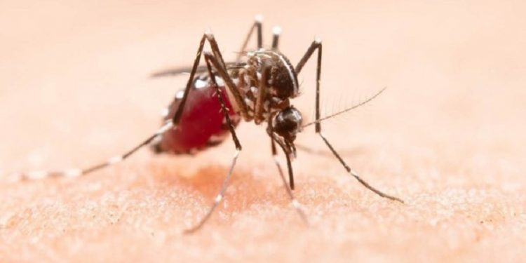 Juntos, combatemos a dengue! Juntos, combatemos a dengue!