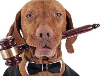 Minas Gerais promulga lei e reconhece os animais como sujeitos de direito!-fronteiralivre