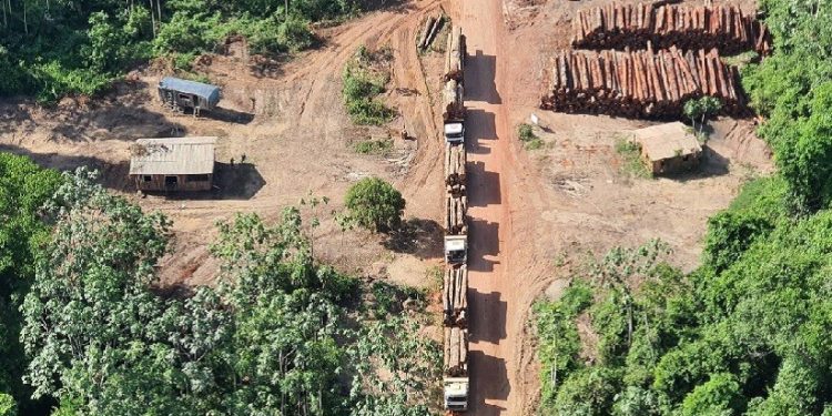 Queda neste primeiro mês de 2023 pode ser reflexo da retomada da pauta da defesa ambiental pelo governo Lula, diz entidade Queda neste primeiro mês de 2023 pode ser reflexo da retomada da pauta da defesa ambiental pelo governo Lula, diz entidade