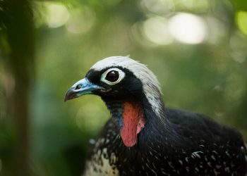 Foto: Divulgação/Parque das Aves