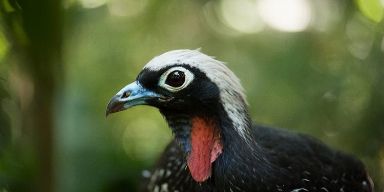 Foto: Divulgação/Parque das Aves