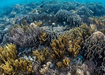 Um recife de coral saudável na Indonésia (Imagem: Alamy) Um recife de coral saudável na Indonésia (Imagem: Alamy)