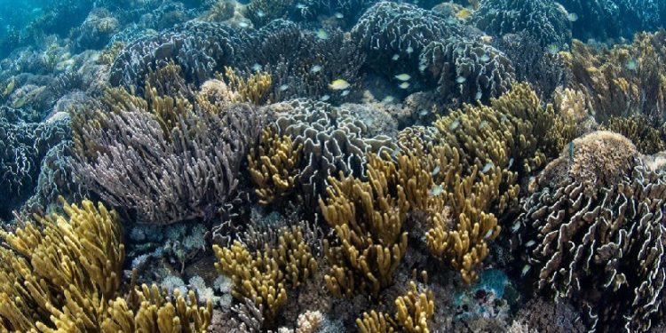 Um recife de coral saudável na Indonésia (Imagem: Alamy) Um recife de coral saudável na Indonésia (Imagem: Alamy)