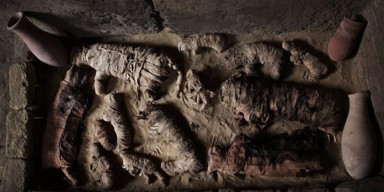 Gatos mumificados dentro de uma tumba na necrópole perto das pirâmides egípcias, em Sacará. Arqueologistas locais descobriram sete tumbas da era farônica contendo dúzias de múmias de gato e estátuas de animais feitas de madeira. — Foto: Nariman El-Mofty/A Gatos mumificados dentro de uma tumba na necrópole perto das pirâmides egípcias, em Sacará. Arqueologistas locais descobriram sete tumbas da era farônica contendo dúzias de múmias de gato e estátuas de animais feitas de madeira. — Foto: Nariman El-Mofty/A