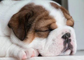 Peculiaridades presentes nessas raças de cães causam sofrimento e diminuem o bem-estar dos animais.  Foto: Pixabay