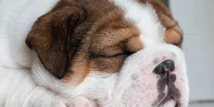Peculiaridades presentes nessas raças de cães causam sofrimento e diminuem o bem-estar dos animais. Foto: Pixabay Peculiaridades presentes nessas raças de cães causam sofrimento e diminuem o bem-estar dos animais. Foto: Pixabay