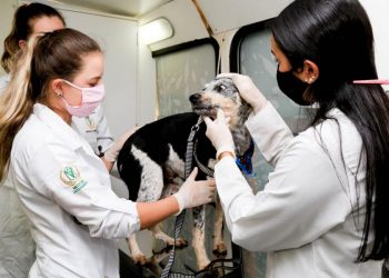 O ônibus foi doado pela Secretaria de Saúde e vai se deslocar para bairros com mais solicitações referentes a causa animal. Foto: Mileny Melo / PMM