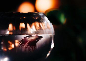 Foto: Migs Reyes/Pexels