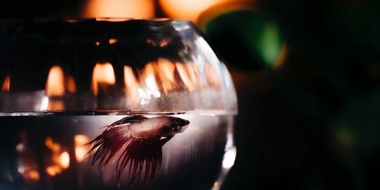 Foto: Migs Reyes/Pexels Foto: Migs Reyes/Pexels