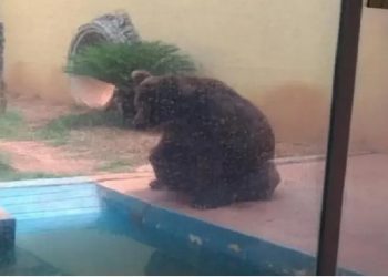 Urso Robinho no Zoológico de Goiânia. (Foto: Reprodução)