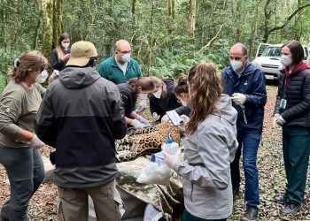 Legenda: Equipe da Itaipu deu apoio na sedação e manipulação do animal para a coleta do material biológico. Crédito: Divulgação Onças do Iguaçu