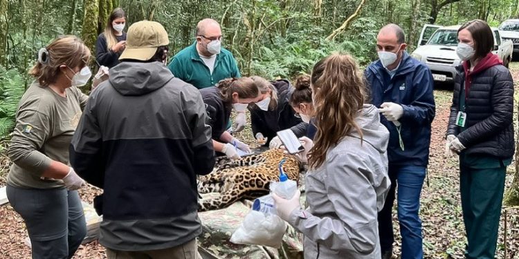 Legenda: Equipe da Itaipu deu apoio na sedação e manipulação do animal para a coleta do material biológico. Crédito: Divulgação Onças do Iguaçu Legenda: Equipe da Itaipu deu apoio na sedação e manipulação do animal para a coleta do material biológico. Crédito: Divulgação Onças do Iguaçu