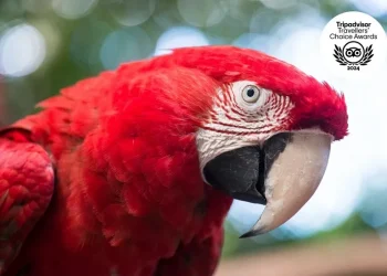 Foto: Divulgação/Parque das Aves