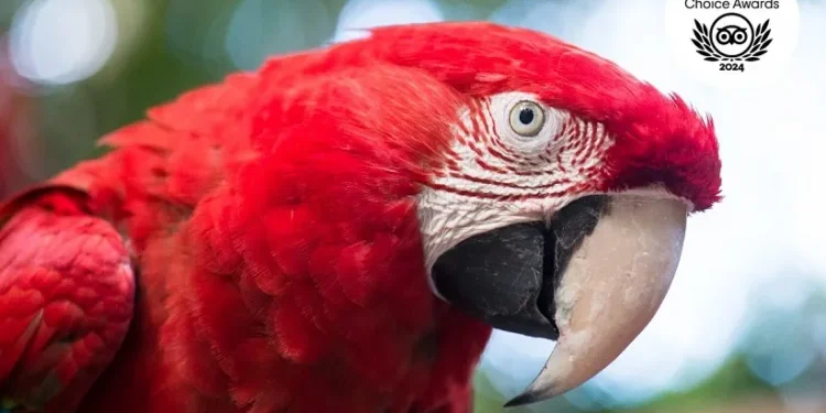 Foto: Divulgação/Parque das Aves Foto: Divulgação/Parque das Aves