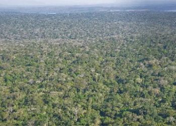 Floresta retomou o trecho antes cortado por uma estrada ilegal de terra no Parque Nacional do Iguaçu. Foto: Relatório da Procuradoria da República no Estado do Paraná (Agosto de 2019).