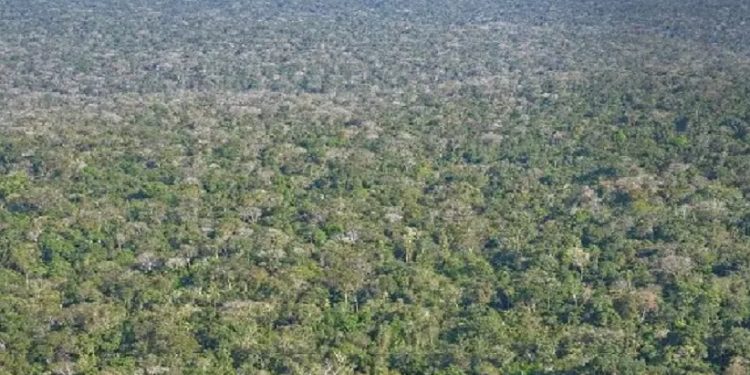 Floresta retomou o trecho antes cortado por uma estrada ilegal de terra no Parque Nacional do Iguaçu. Foto: Relatório da Procuradoria da República no Estado do Paraná (Agosto de 2019).