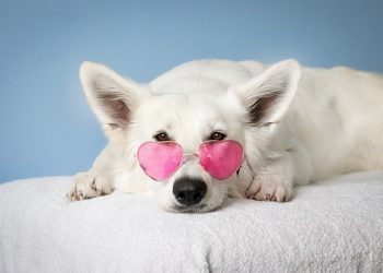 Foto: Simona Kidrič:/Pexels