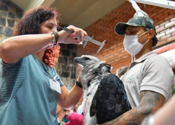 No Refúgio Bela Vista, estudos com os animais ajudam na preservação. Foto: Rubens Fraulini/Itaipu Binacional