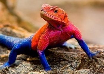 "Lagarto-aranha" é espécie exclusiva da África — Foto: Reprodução/Internet