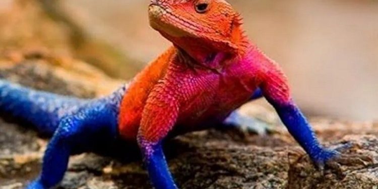 "Lagarto-aranha" é espécie exclusiva da África — Foto: Reprodução/Internet