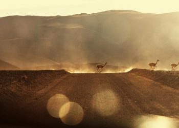 Animais transitando pelo deserto - Fonte: Freepikm ani