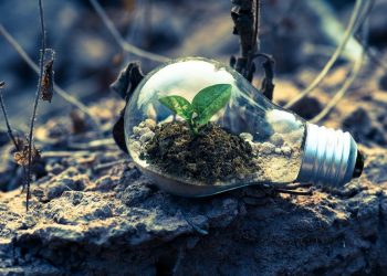 Composto pode ser usado no plantio de flores, hortaliças ou árvores - Foto: Singkham/Pexels