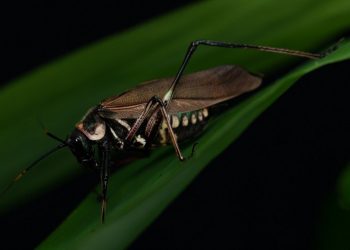 Scaphura nigra mimetiza espécies de vespas na morfologia, coloração e comportamento - Foto: Marcos Fianco