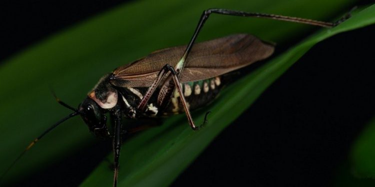 Scaphura nigra mimetiza espécies de vespas na morfologia, coloração e comportamento - Foto: Marcos Fianco Scaphura nigra mimetiza espécies de vespas na morfologia, coloração e comportamento - Foto: Marcos Fianco
