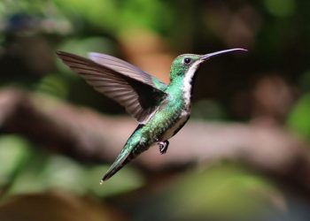 Foto: Divulgação/Parque das Aves