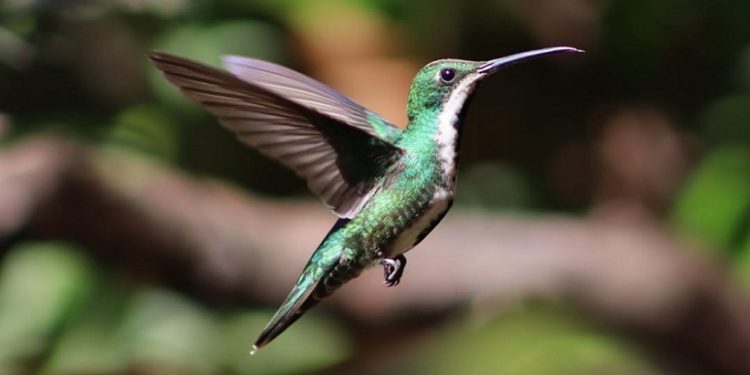 Foto: Divulgação/Parque das Aves Foto: Divulgação/Parque das Aves