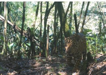 Foto: Programa Grandes Mamíferos da Serra do Mar