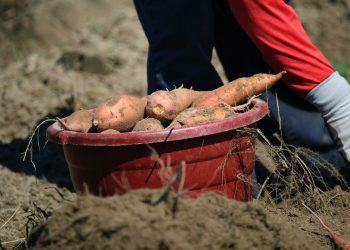 Foto: Mark Stebnicki/Pexels