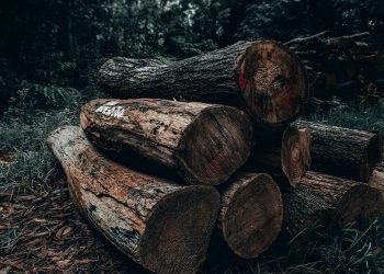 Foto: Sharad Bhat/Pexels