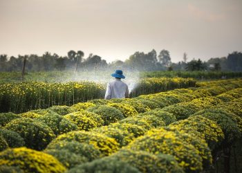 Foto: Quang Nguyen Vinh/Pexels