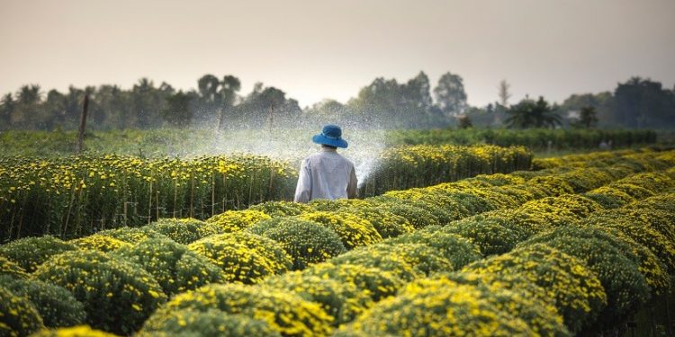 Foto: Quang Nguyen Vinh/Pexels Foto: Quang Nguyen Vinh/Pexels