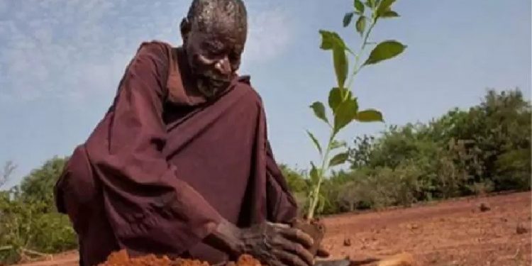 "Se cortamos e não plantamos, vamos para a destruição", afirma o herói que parou o deserto.. Foto: Reprodução Foto: Reprodução