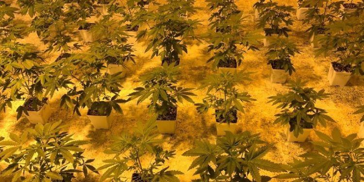 Clube de cultivo de cannabis em Montevidéu: Foto - João Fontoura Clube de cultivo de cannabis em Montevidéu: Foto - João Fontoura