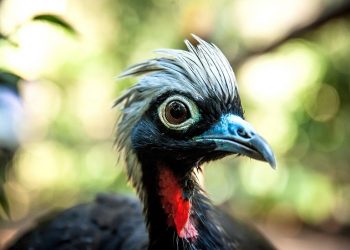 Jacutinga - Fotos: Parque das Aves