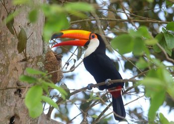 Crédito das fotografias: Nilton Rolin