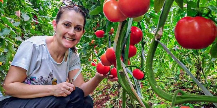 Produção orgânica de tomates. Foto: Arquivo DRS Produção orgânica de tomates. Foto: Arquivo DRS