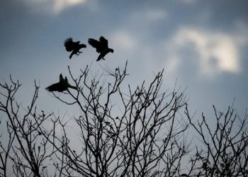 Foto: Divulgação/Parque das Aves