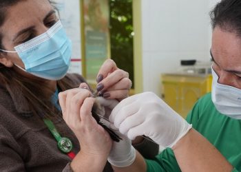 À esquerda, Paloma Bosso, diretora técnica do Parque das Aves realizando um exame de rotina em uma rolinha-do-planalto (Columbina cyanopis)