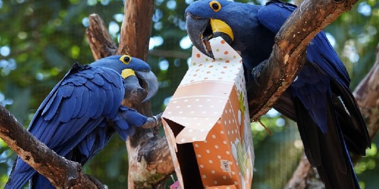Foto: Divulgação/Parque das Aves