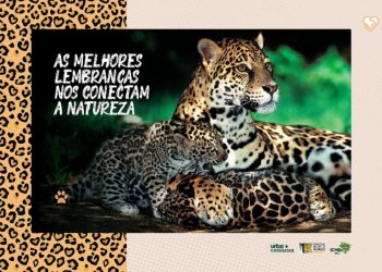 Foto: Divulgação/Onças do Iguaçu
