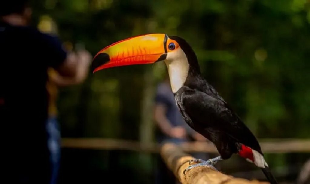 Foto: Divulgação/Parque das AVes