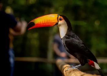 Foto: Divulgação/Parque das AVes
