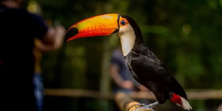 Foto: Divulgação/Parque das AVes Foto: Divulgação/Parque das AVes