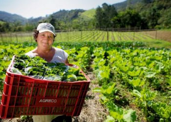 Mulheres no Brasil, culturalmente, são responsáveis por guardar e repassar a filhos e filhas os saberes ancestrais sobre alimentação e bem-estar familiar - Foto: Arquivo / MDA